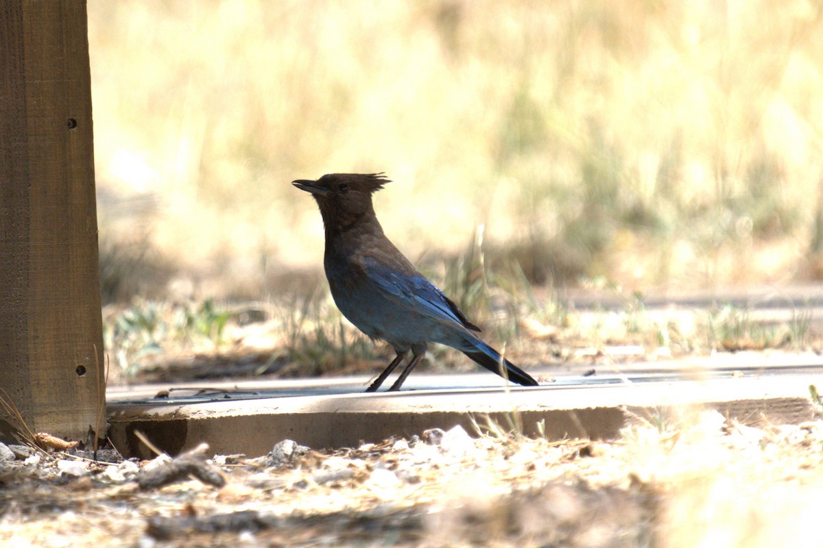 Steller's Jay - ML640099105