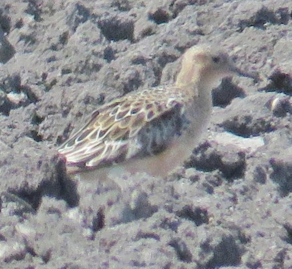 Grasläufer - ML64009911