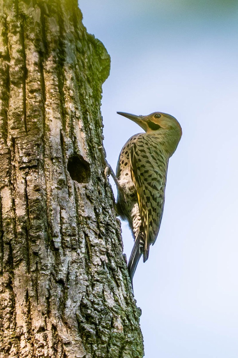 Northern Flicker (Yellow-shafted) - ML640099116