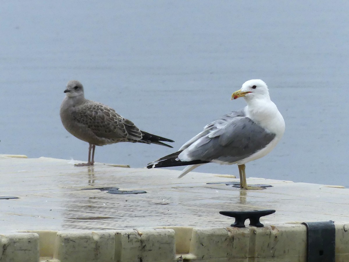 California Gull - ML640099132