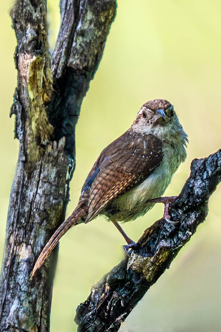 Carolina Wren - ML640099141