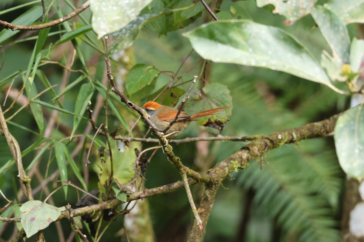 Rufous-capped Spinetail - ML640099144
