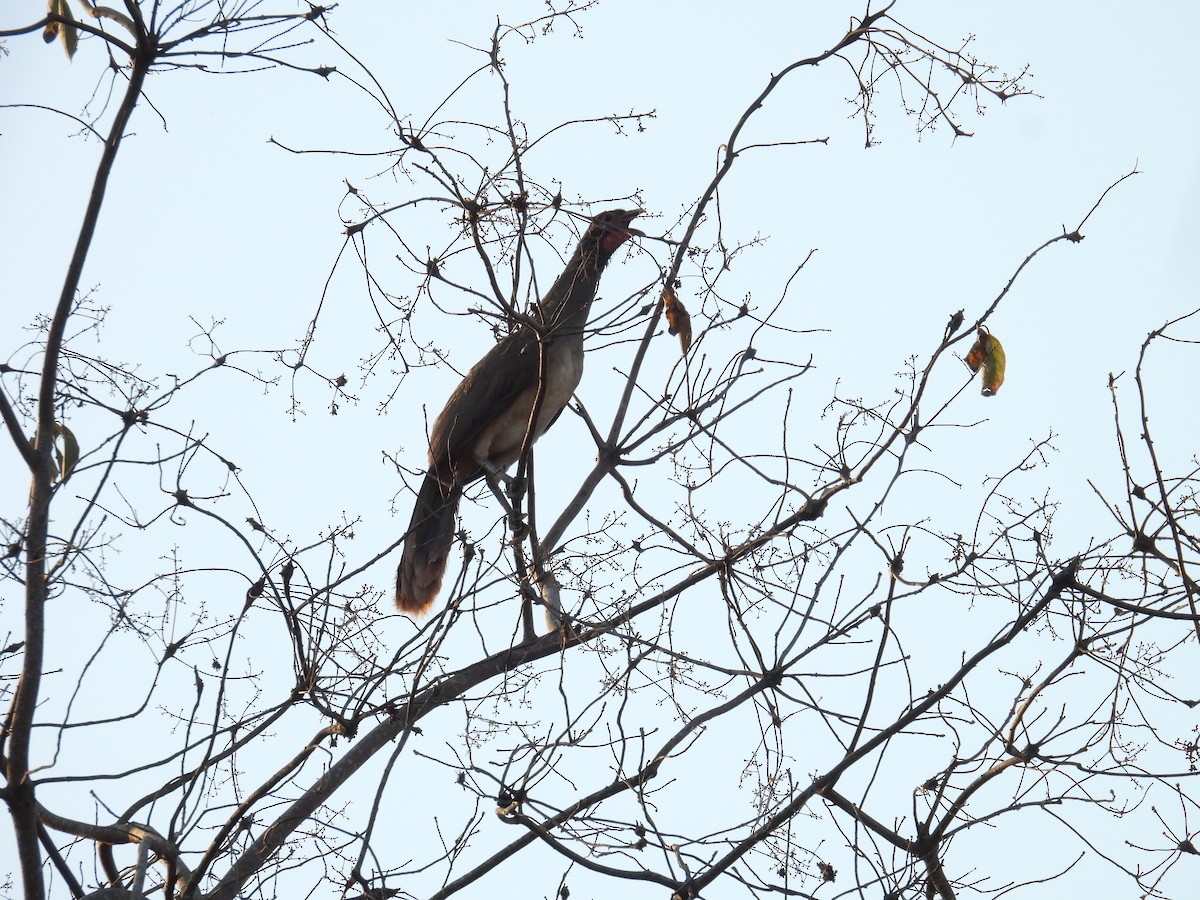 West Mexican Chachalaca - ML640099145