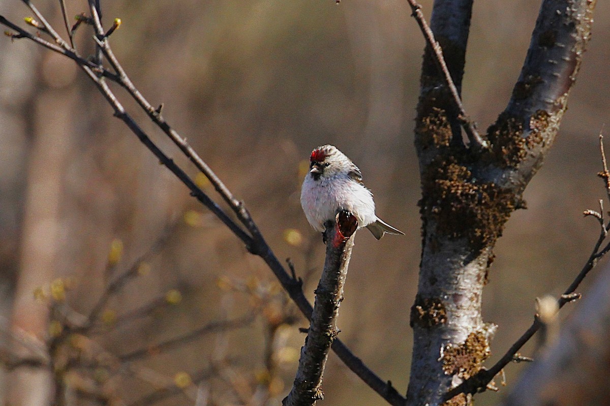 Redpoll (Hoary) - ML640099196