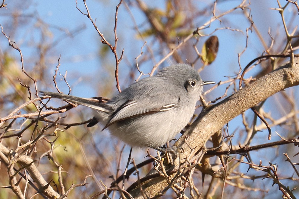 Masked Gnatcatcher - ML640099223