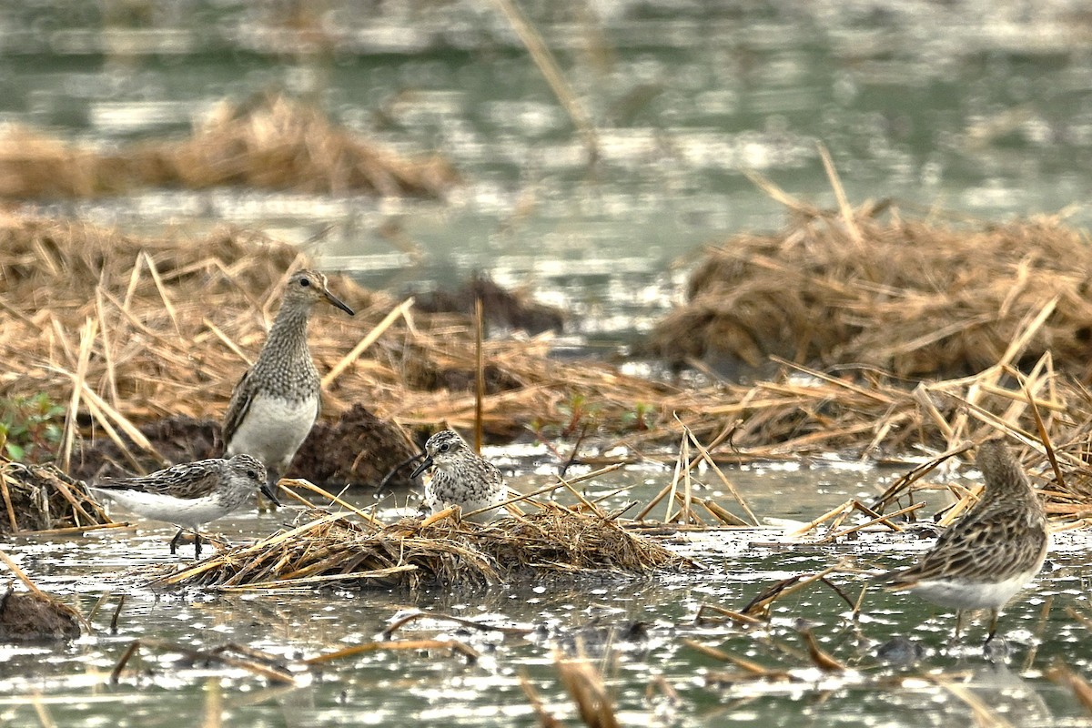 sandsnipe - ML640099235