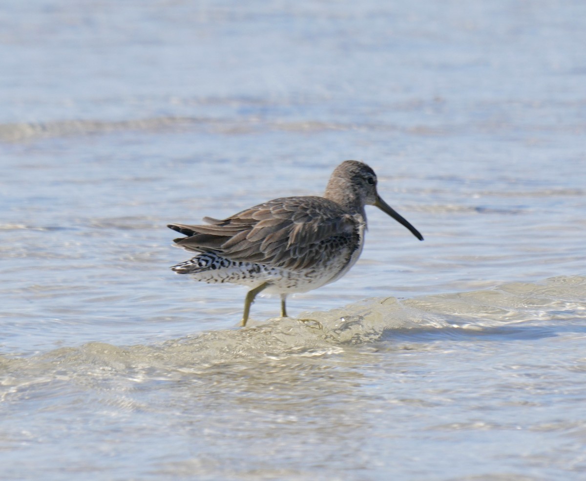 Short-billed Dowitcher - ML640099247