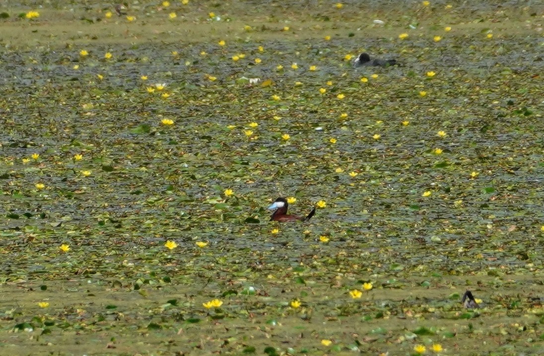 Ruddy Duck - ML640099256