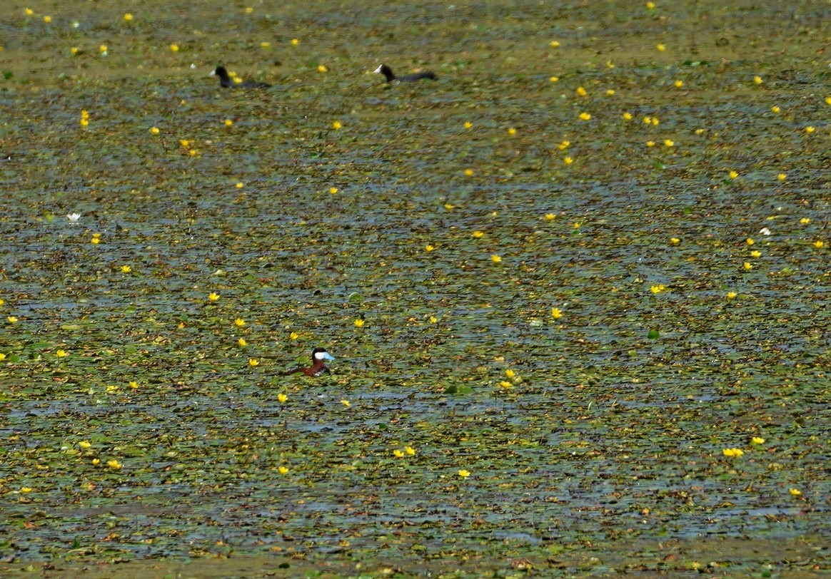 Ruddy Duck - ML640099263