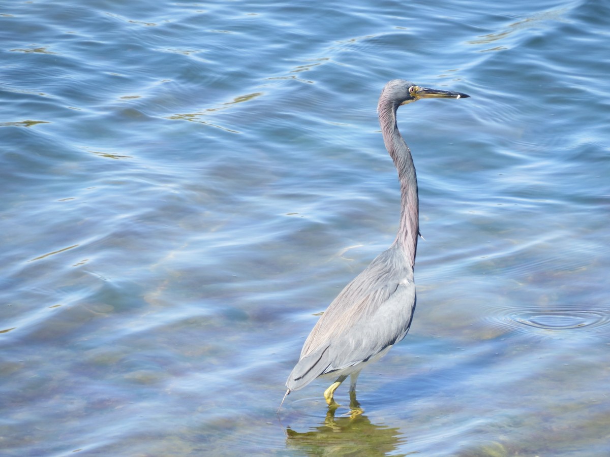 Tricolored Heron - ML640099305