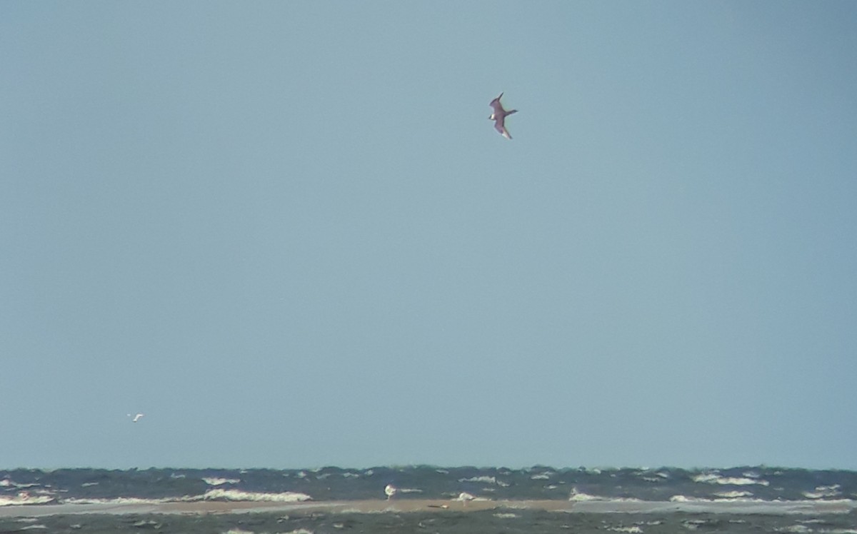 Parasitic Jaeger - ML640099311