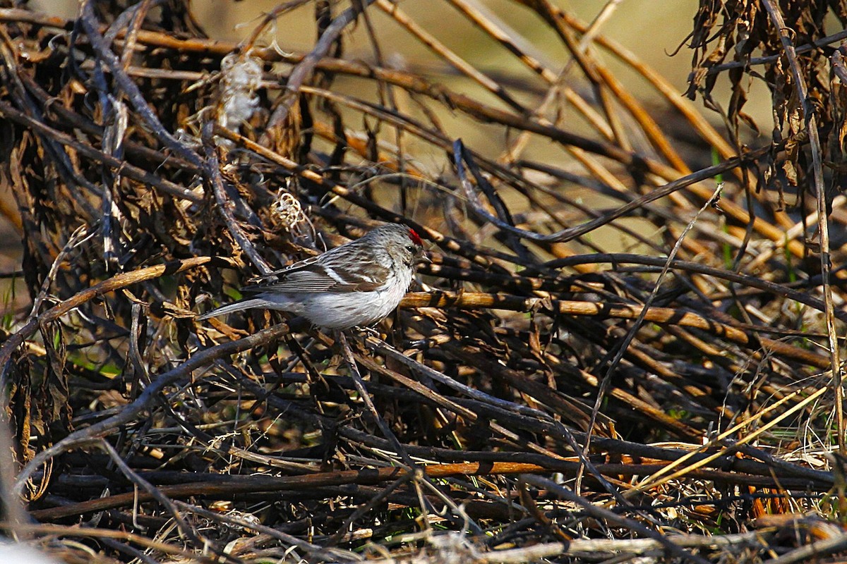 Redpoll (Hoary) - ML640099312