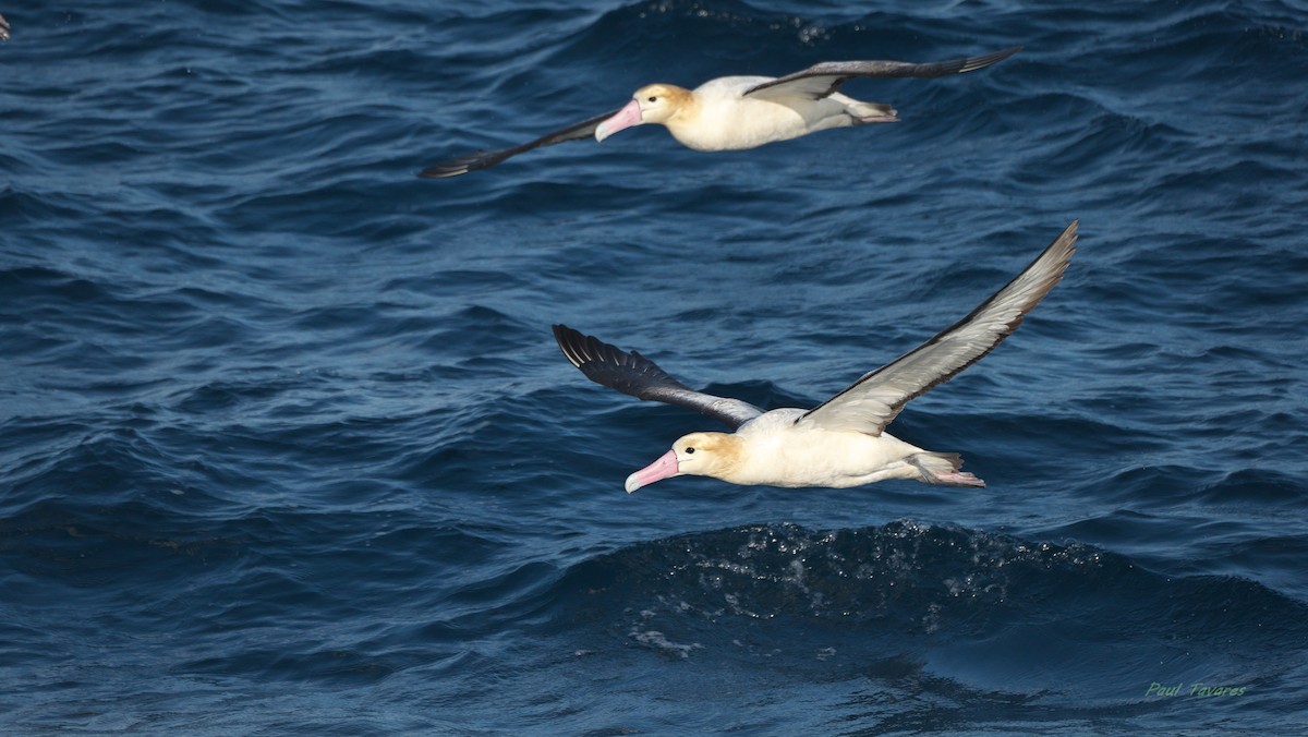 Short-tailed Albatross - ML640099364