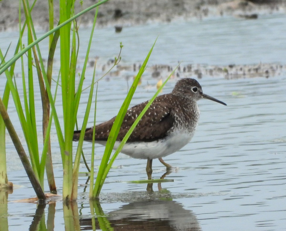 Solitary Sandpiper - ML640099412