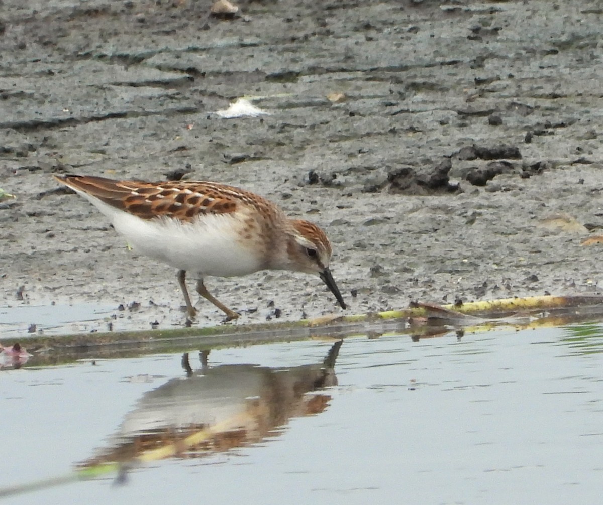 Least Sandpiper - ML640099462