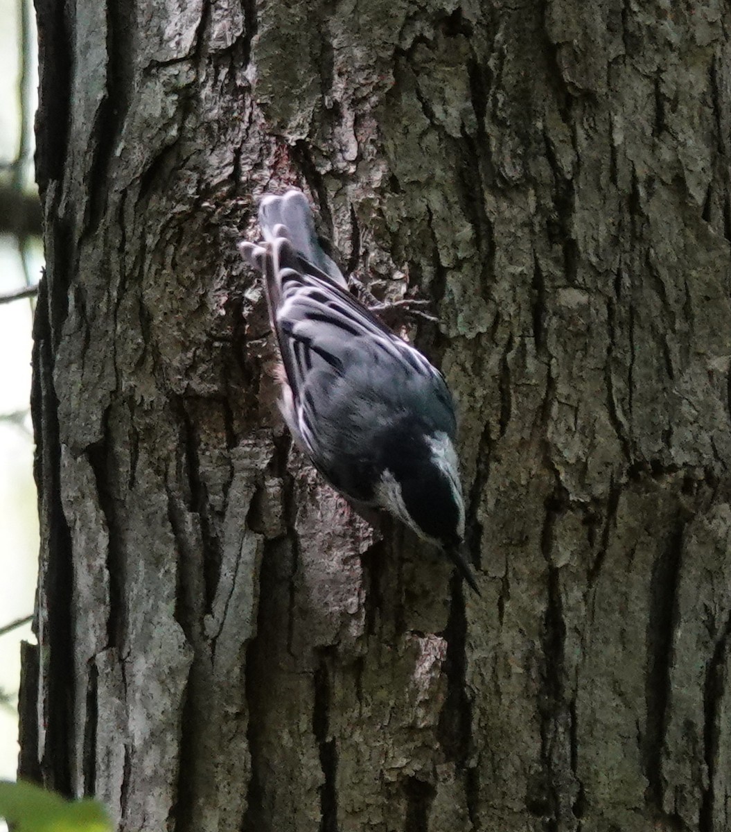 White-breasted Nuthatch - ML640099752