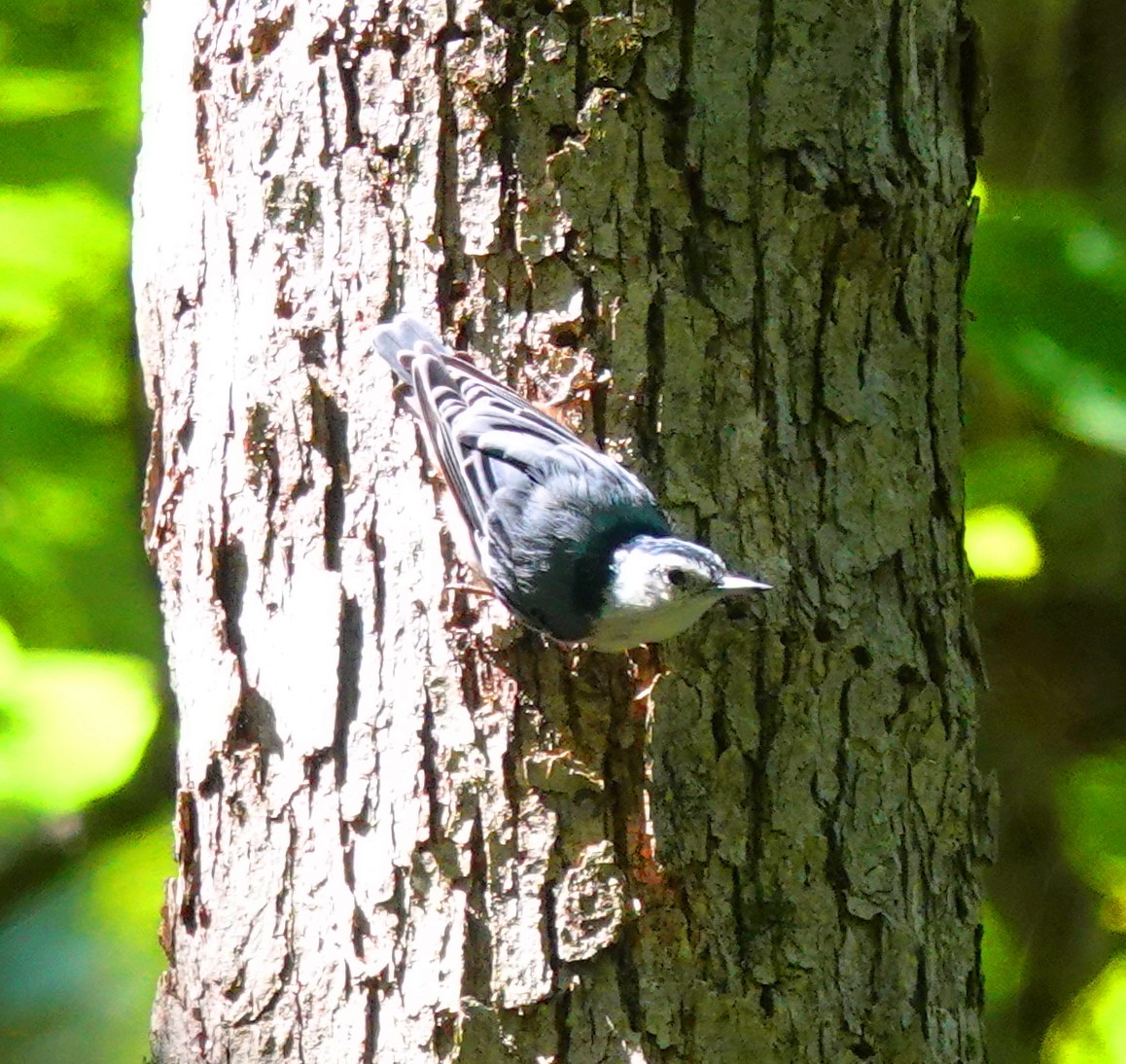 White-breasted Nuthatch - ML640099753