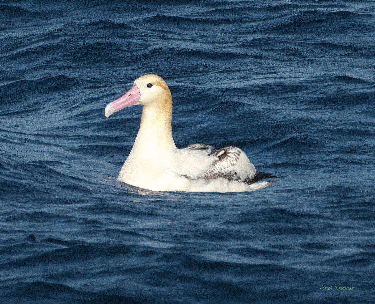 Short-tailed Albatross - ML640099768