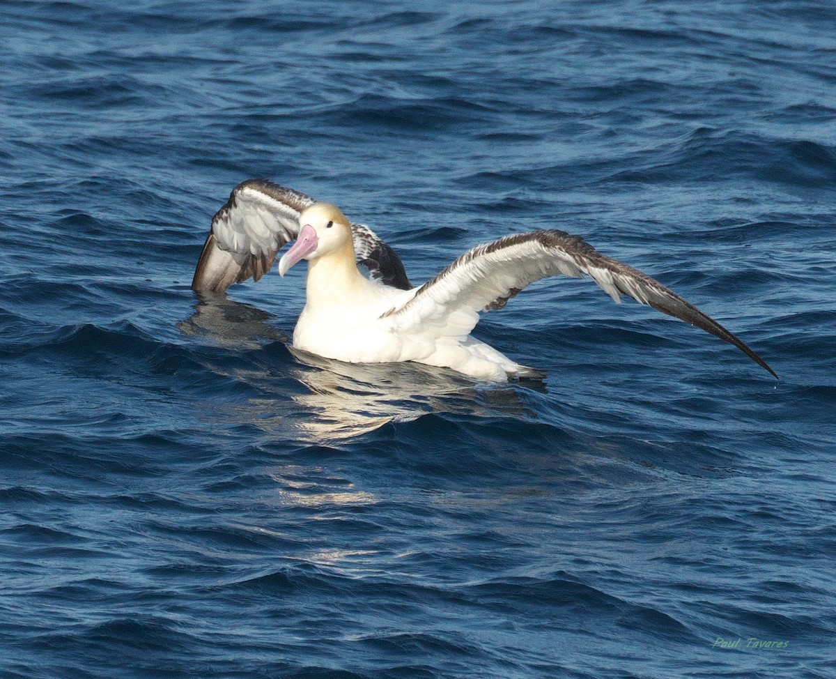 Short-tailed Albatross - ML640099769