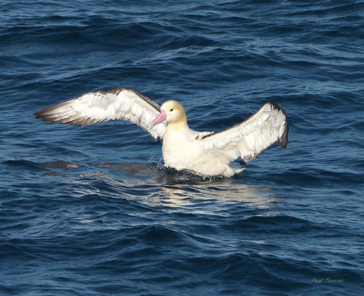 Short-tailed Albatross - ML640099770