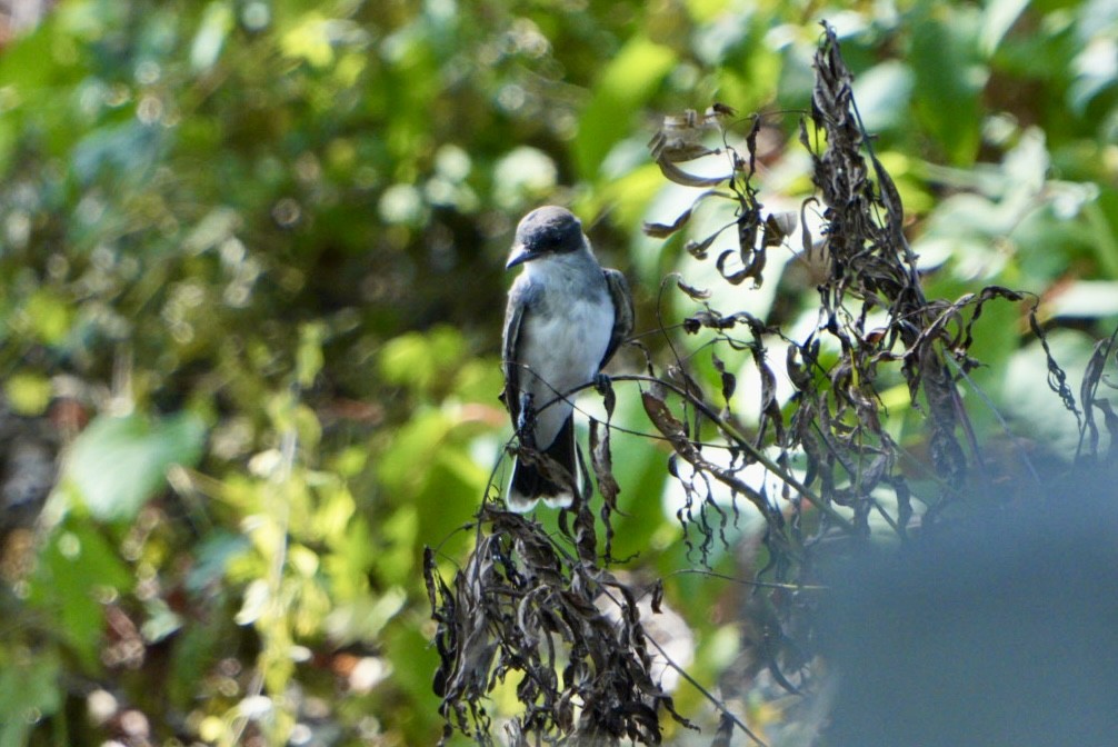 Eastern Kingbird - ML640099916