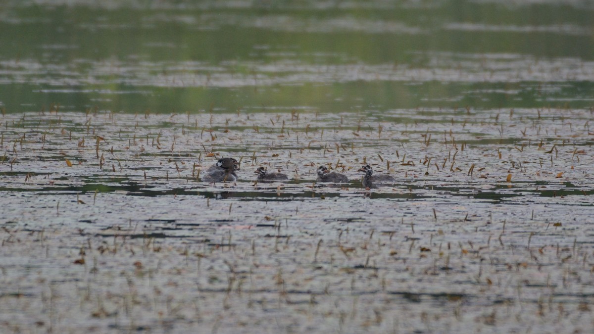 Grèbe à bec bigarré - ML640099940