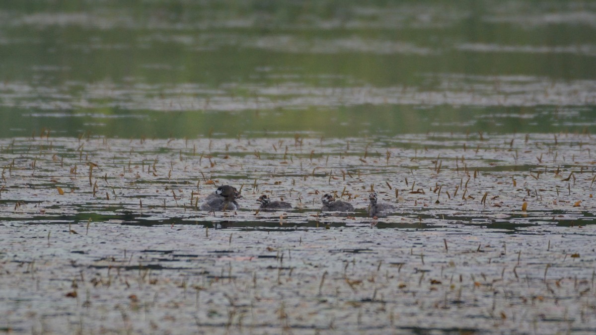 Grèbe à bec bigarré - ML640099961