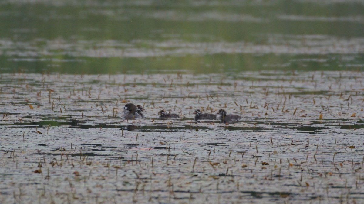 Grèbe à bec bigarré - ML640099968