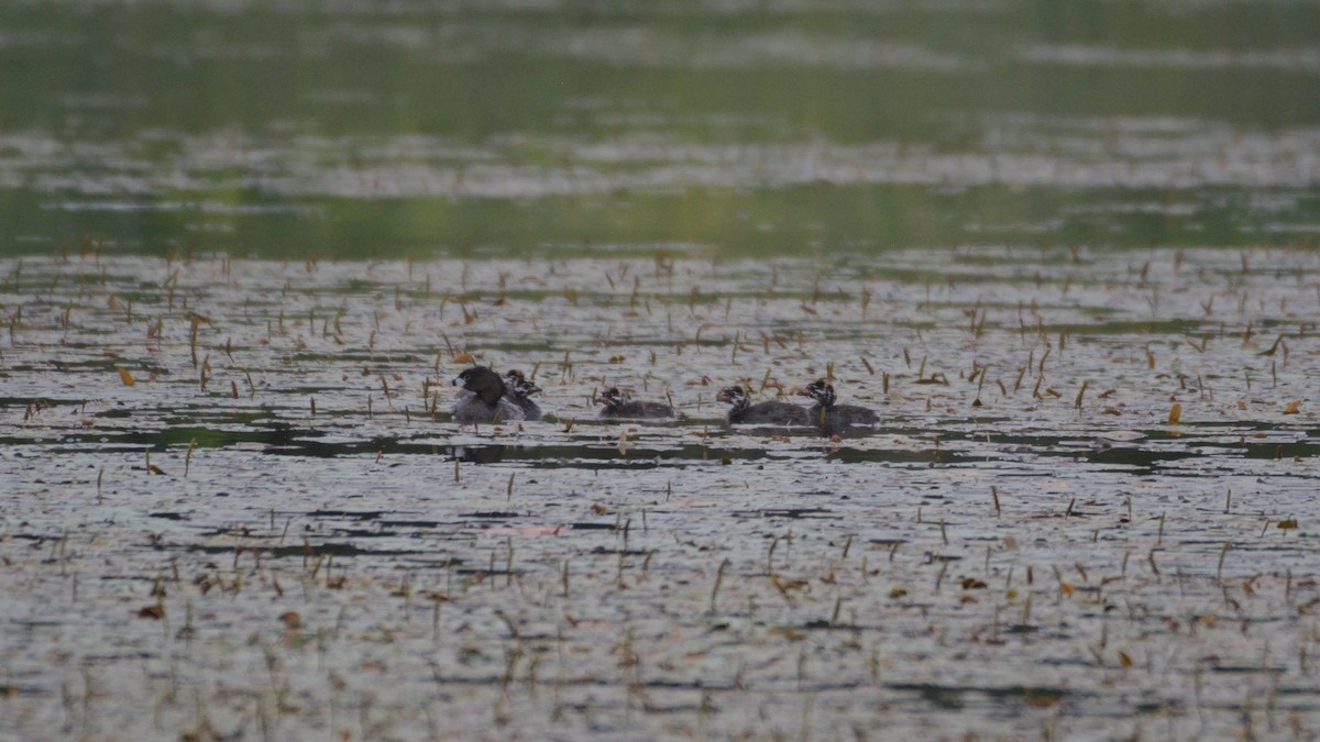 Grèbe à bec bigarré - ML640099976