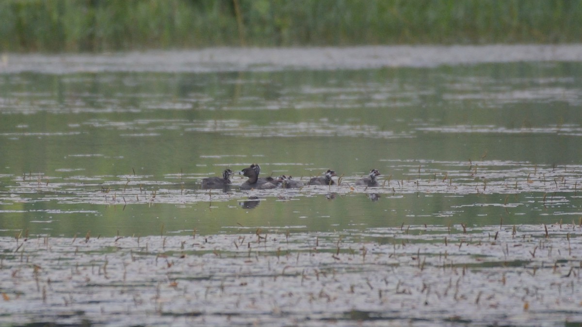 Grèbe à bec bigarré - ML640099989