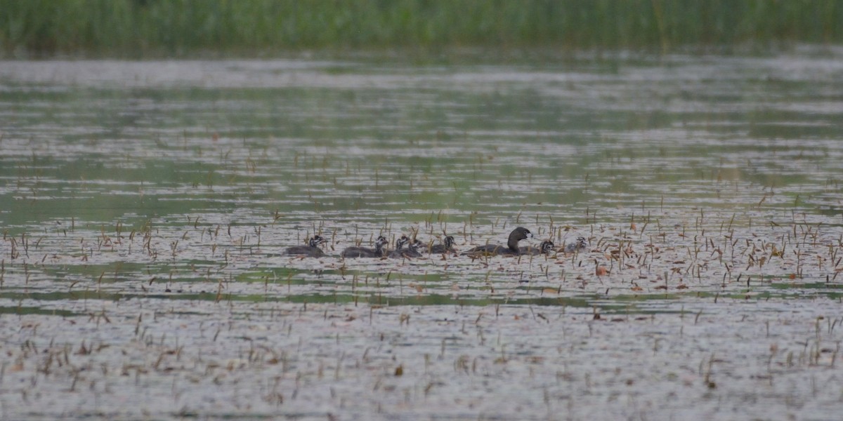 Grèbe à bec bigarré - ML640100002