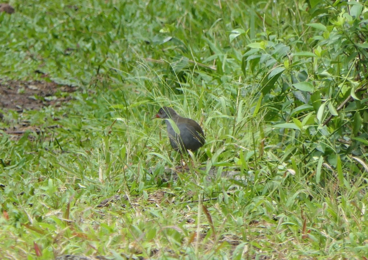 Paint-billed Crake - ML640100023