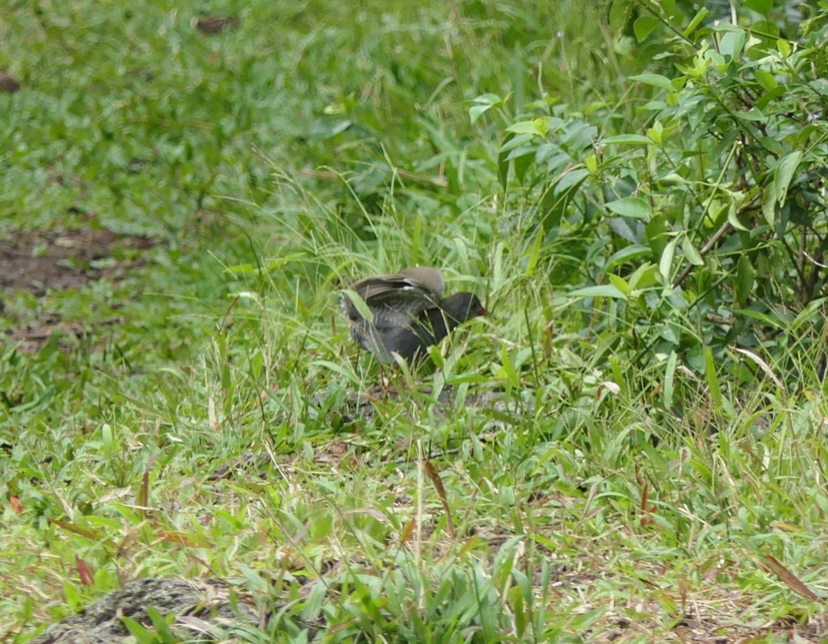 Paint-billed Crake - ML640100024