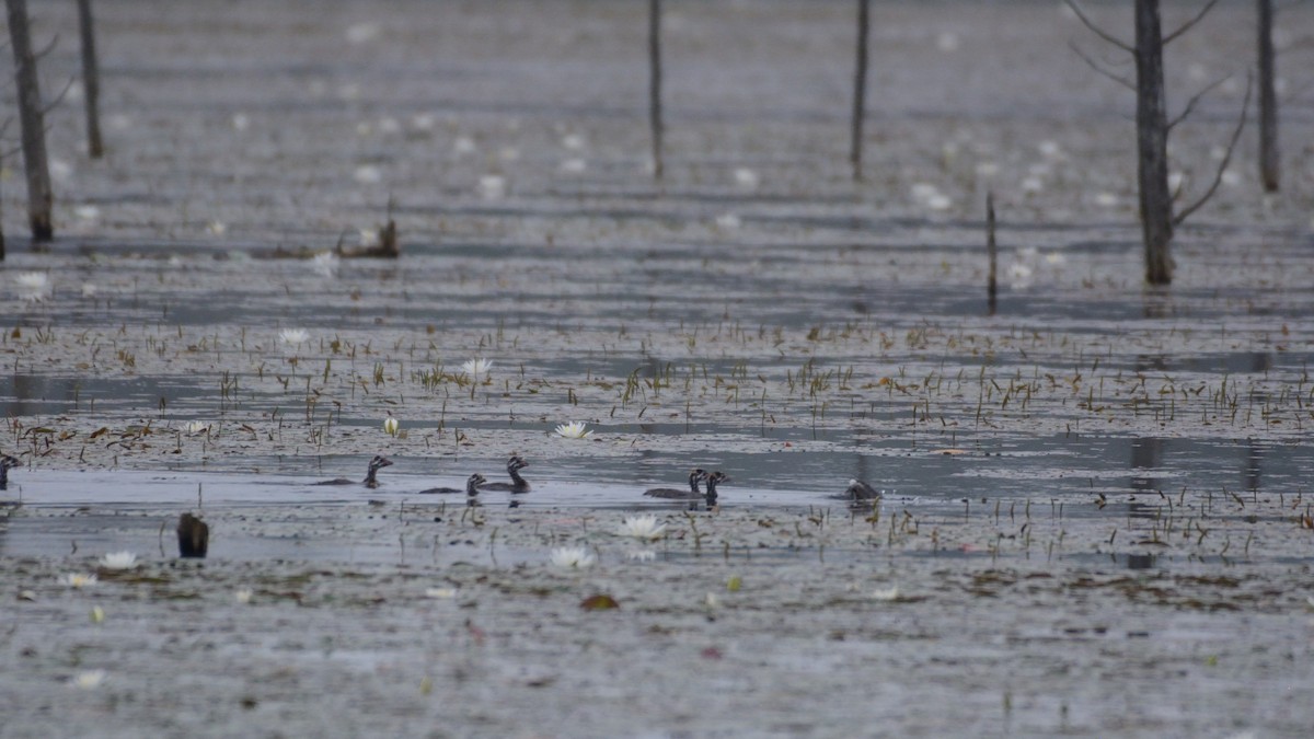 Grèbe à bec bigarré - ML640100026