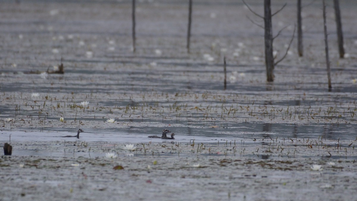 Grèbe à bec bigarré - ML640100037