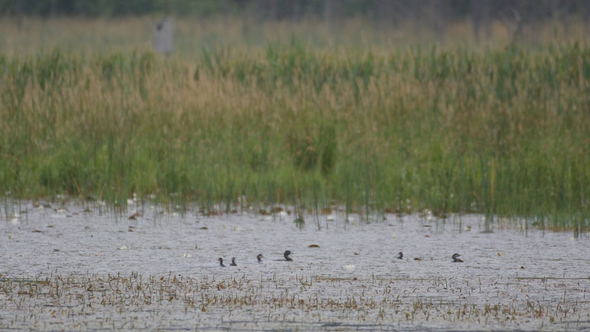 Grèbe à bec bigarré - ML640100050