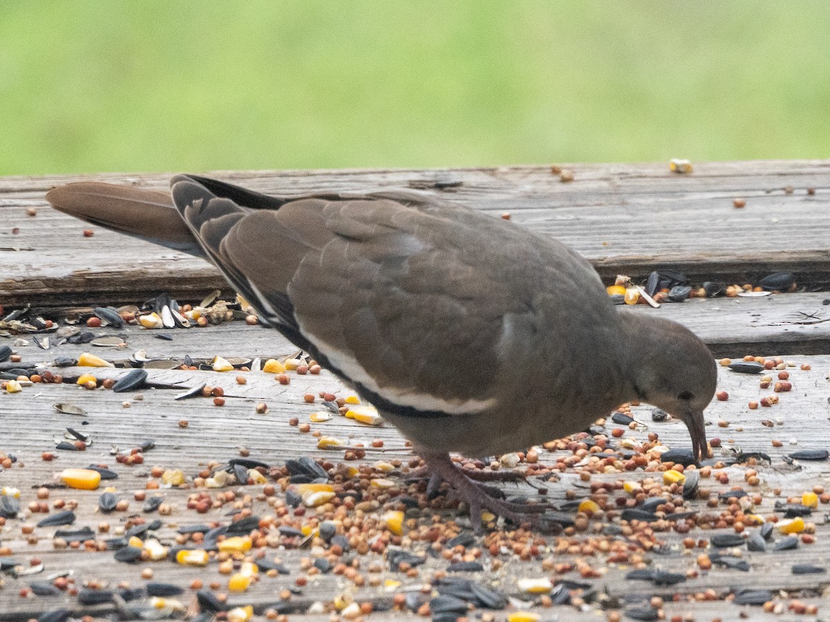 White-winged Dove - ML640100072