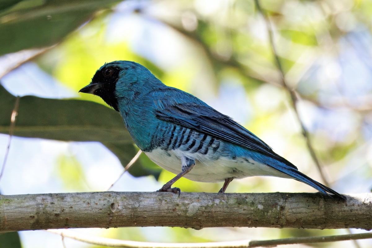 Swallow Tanager - ML640100082