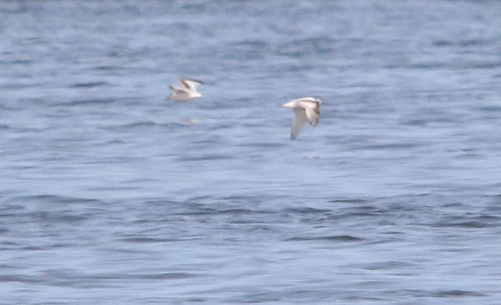 Little Gull - ML640100098