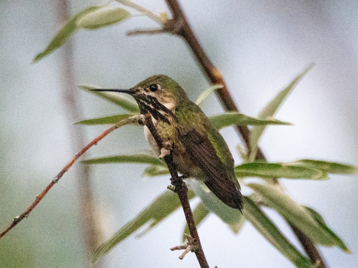 Calliope Hummingbird - ML640100124