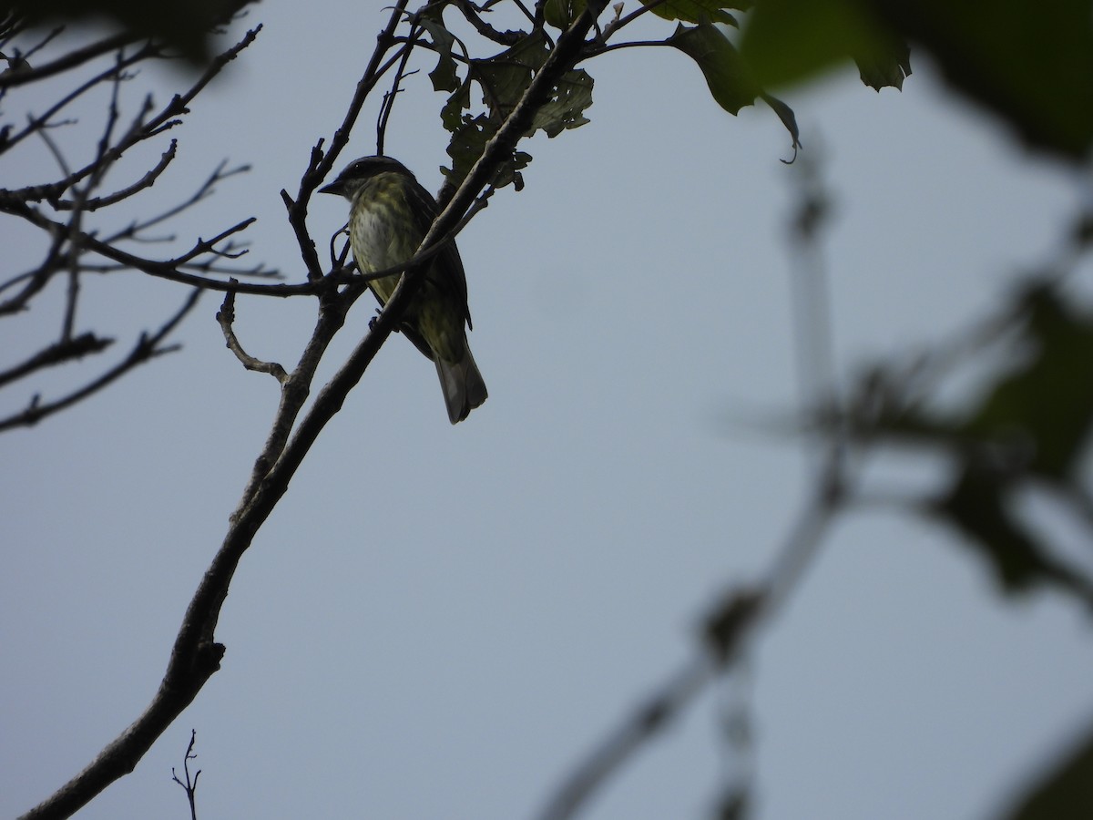 Piratic Flycatcher - ML640100126