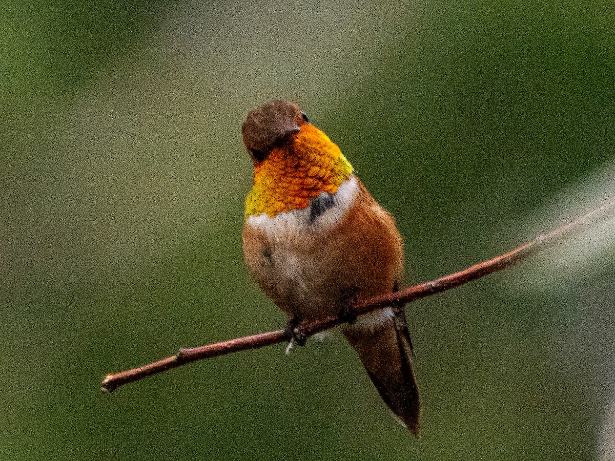 Rufous Hummingbird - ML640100146