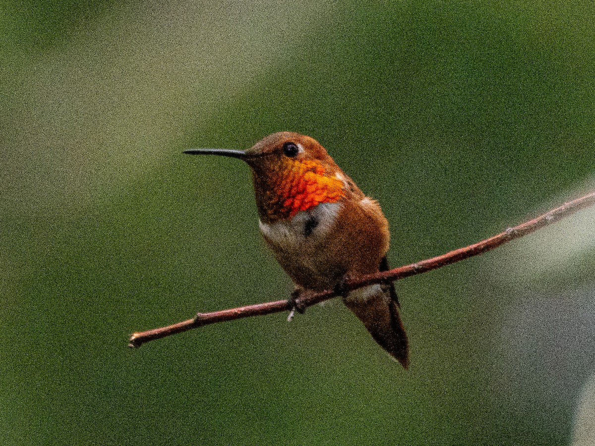 Rufous Hummingbird - ML640100147