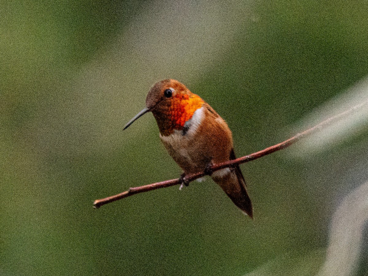 Rufous Hummingbird - ML640100148