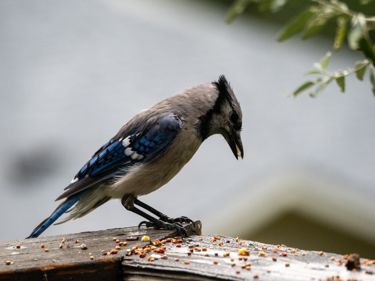 Blue Jay - ML640100156