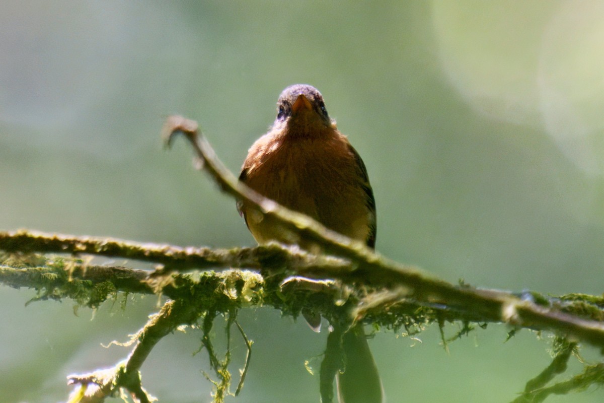 Tufted Flycatcher - ML640100169