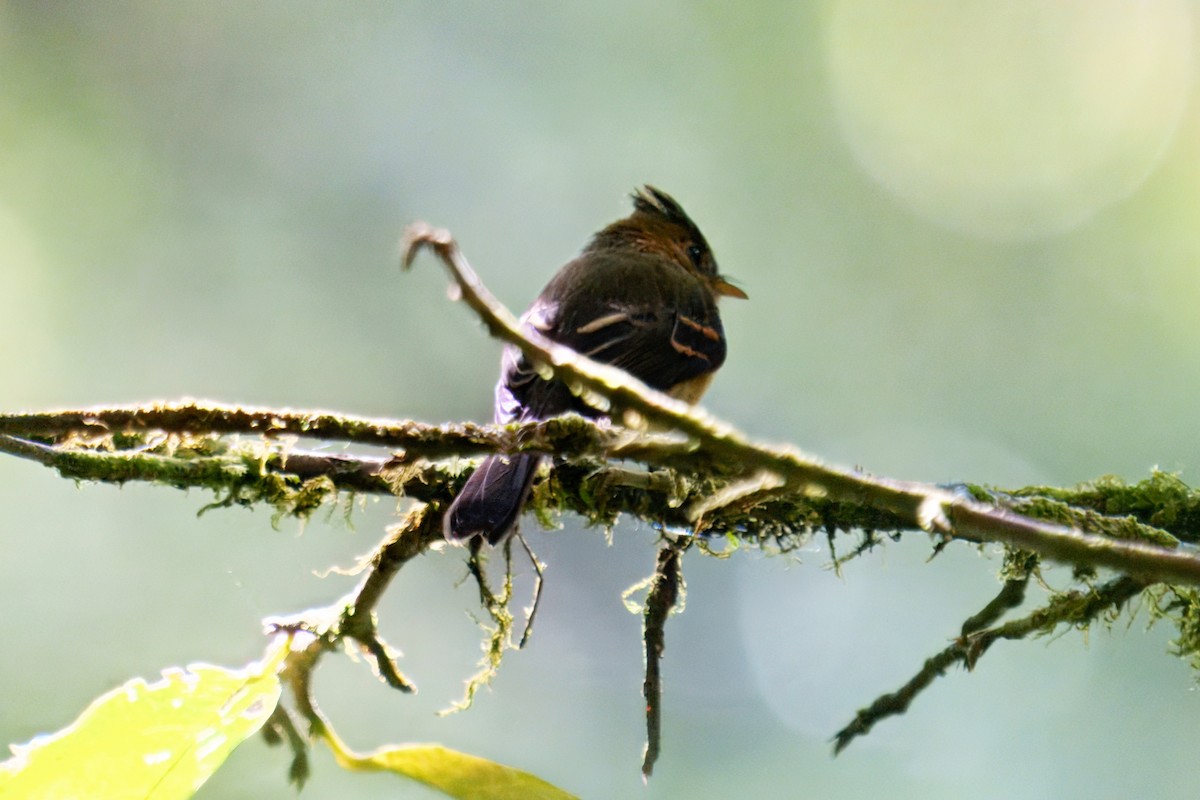Tufted Flycatcher - ML640100170