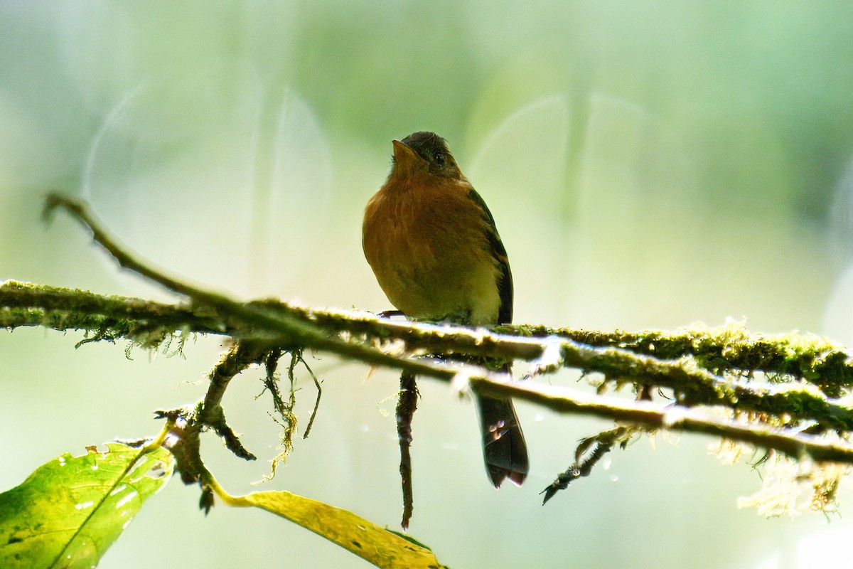 Tufted Flycatcher - ML640100171