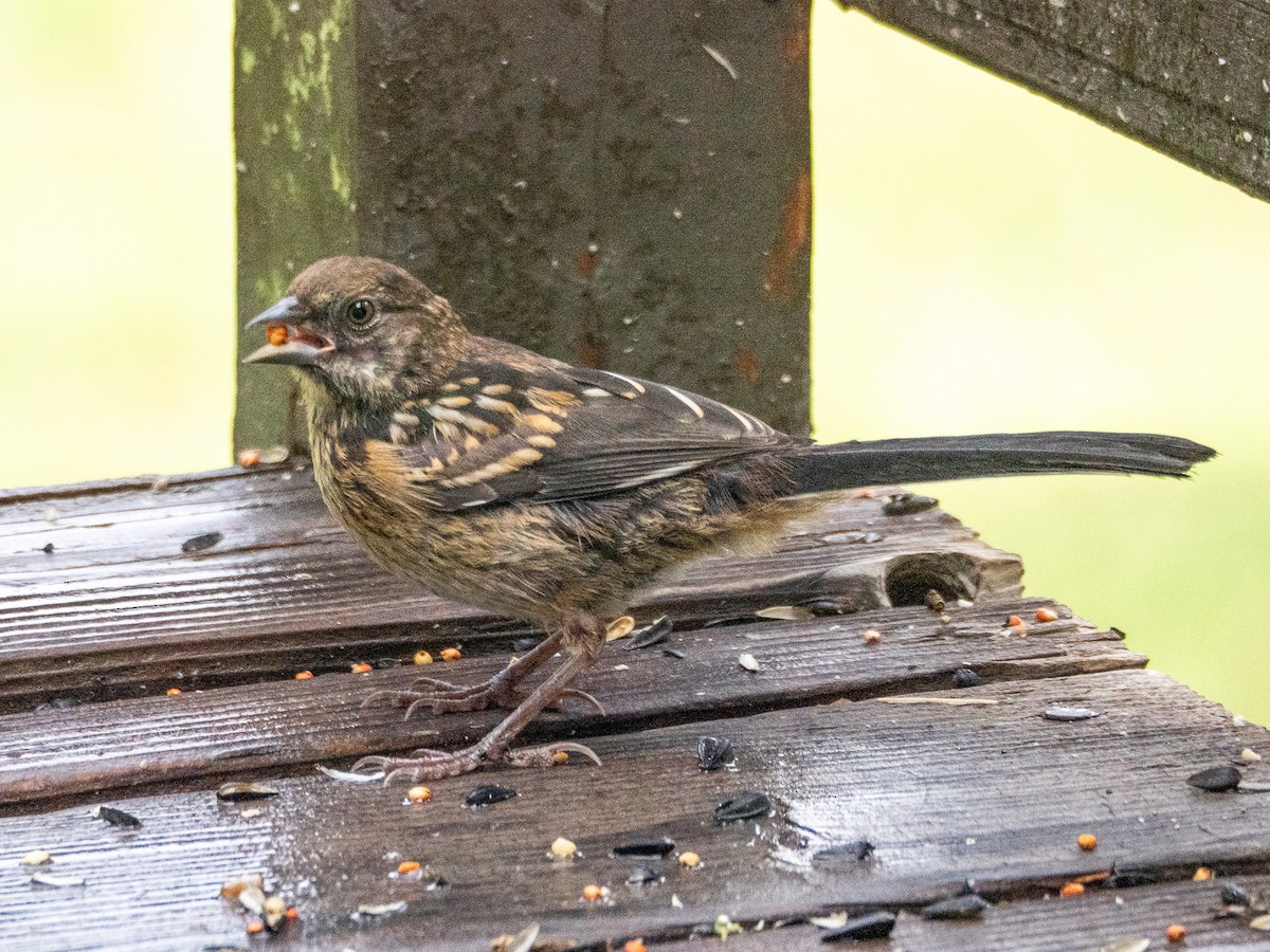 Spotted Towhee - ML640100233