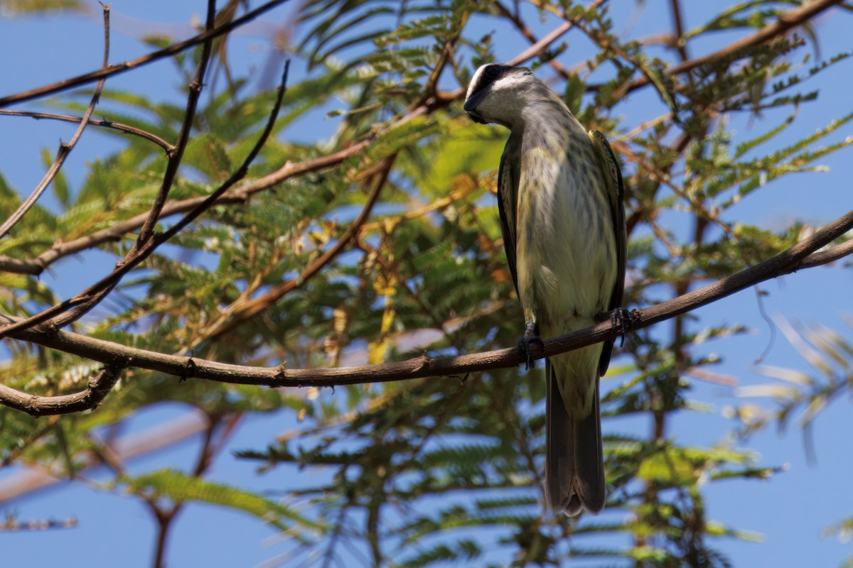 Piratic Flycatcher - ML640100248